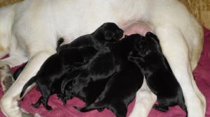 AKCregisteredblacklabpuppies